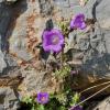 Campanula medium