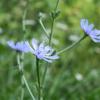 Cichorium intybus
