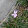 Dianthus furcatus