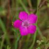 Dianthus seguieri