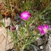 Dianthus seguieri