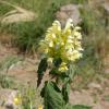 Galeopsis speciosa