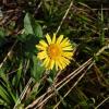 Inula helvetica