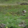 Narcissus pseudonarcissus