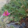 Onobrychis vicifolia