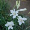 Paradisea liliastrum