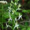 Platanthera chlorantha