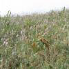 Polygonum bistorta
