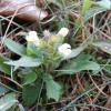 Prunella laciniata