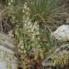 Reseda phyteuma
