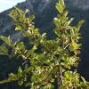 Rhamnus alpinus