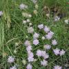 Scabiosa graminifolia