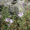 Veronica fruticulosa